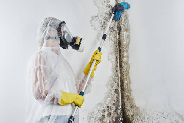Best Crawl Space Mold Removal  in Apple Creek, OH