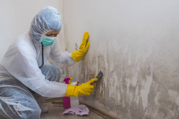 Best Mold Removal Process  in Apple Creek, OH