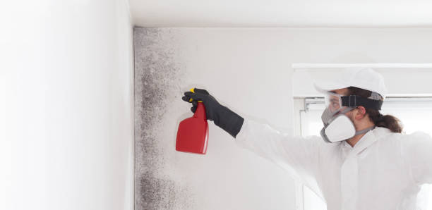 Mold Removal Process in Apple Creek, OH