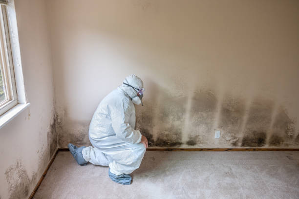 Professional Mold Removal in Apple Creek, OH