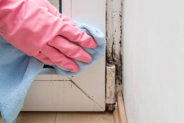 Best Mold Testing  in Apple Creek, OH