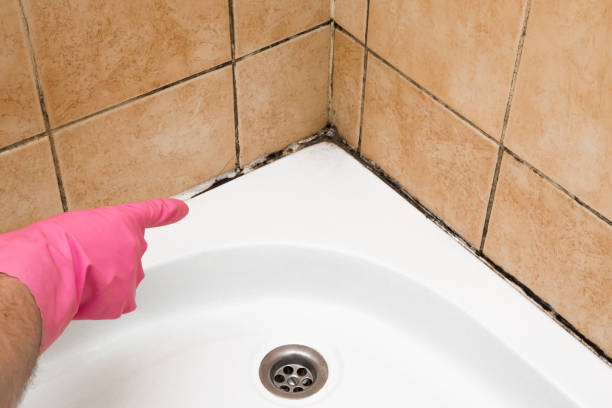 Best Certified Mold Removal  in Apple Creek, OH